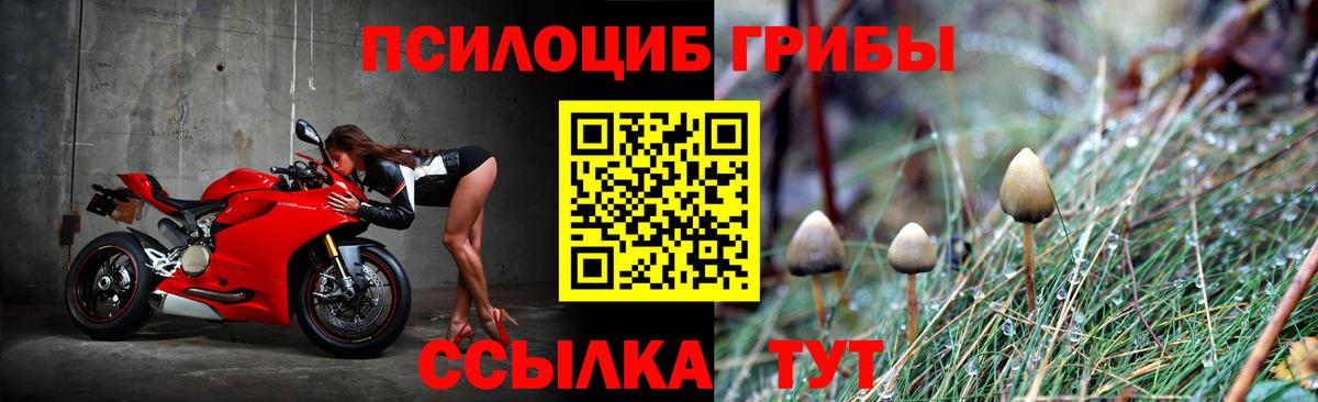 Псилоцибиновые грибы Cubensis Белгород